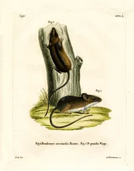 Langschwanz-Baummaus